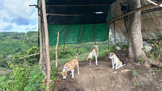 The Puppy With Corn plantation [upl. by O'Connor728]