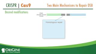 CRISPRCas System from OriGene a Complete Solution for Targeted Genome Modification [upl. by Zetta]