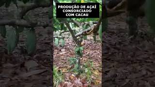 Cacau consorciado com açaí  TFR CONSULTORIA AGRÍCOLA 🌱🚀 cacau agro lavoura agriculture [upl. by Nelra]