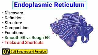 Endoplasmic Reticulum structure and function  Rough ER vs Smooth ER  Complete concept [upl. by Autum]