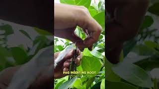 Eviarc Sweet Jackfruit inarching method [upl. by Evol879]