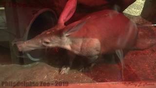 Philadelphia Zoo Aardvark Sunshine Making Noise [upl. by Rozamond65]