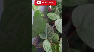 Baby pan Plant ☘️shortsviralshortsTGMGardeningcaretips [upl. by Hoagland]