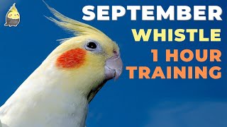 SEPTEMBER WHISTLE with bird sound  Cockatiel Singing  Cockatiel Bird  Parrot Training [upl. by Alleunamme973]