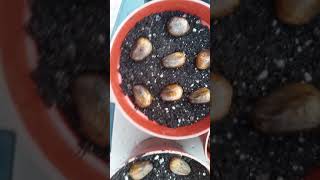 How to Germinate  Breadnut Seeds Artocarpus Camansi [upl. by Aynuat]