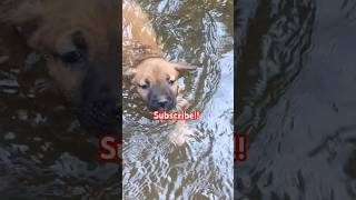 Wolf puppies first time swimming roguewolf [upl. by Bertsche]