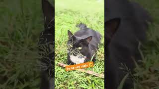 Il gatto nero😢 [upl. by Yelhak454]