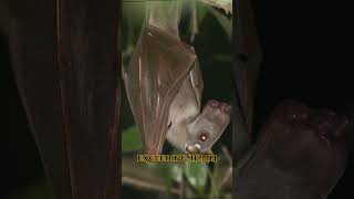 Creepy and scary Hammerheaded Bat part 1 [upl. by Willette]