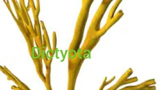 BSc 1Medical Dictyota Brown Algae Part 2 Paper A [upl. by Rollins]