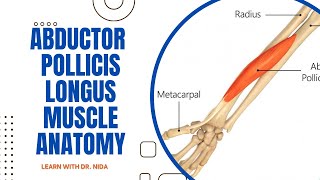 Abductor Pollicis Longus Muscle Anatomy  Anatomy Lecture Series [upl. by Suinotna]