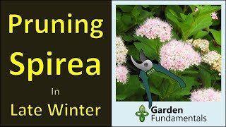 Pruning Spirea Shrubs winter prune for more flowers [upl. by Incrocci]