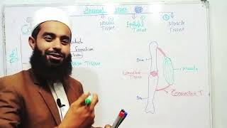 Connective tissue in Urdu Hindi class 9 biology  chapter No 4  cells and tissues  animal tissues [upl. by Acile860]