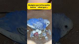 Budgies parrot ka pehla bacha🐣nikal gya😍 petlover minivlog budgiesvlog pigeon budgiesfam [upl. by Llertnek217]