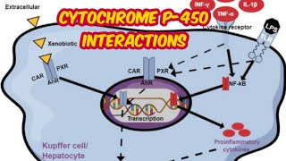 cytochrome p 450 interactions [upl. by Annoj]