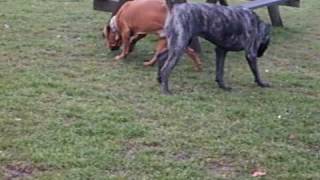 Cane corso and Dogue de bordeaux [upl. by Arica]