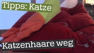 Katzenhaare mit Gummihandschuh entfernen  Tipp [upl. by Grenville500]