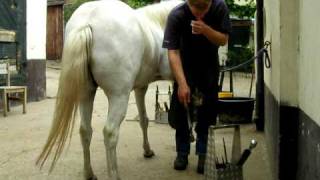 Farrier lessons for hackney horse William 3 [upl. by Kcirdneh]