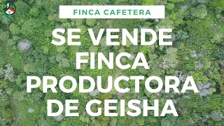 En venta Hermosa finca productora de Café ☕🏔️ [upl. by Eilsehc]