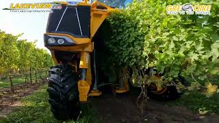 Harvesting Sauvignon Blanc Grapes  Gregoire GL74 Grape Harvester harvest sauvblanc grapes [upl. by Rebecca]