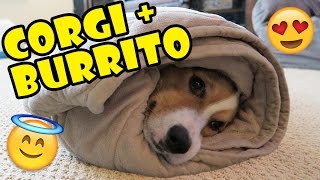 CORGIS BURRITO DREAMS COME TRUE [upl. by Aedrahs730]