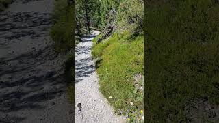 Blumen Wanderweg im Wald und Berge im Schweizerischen Nationalpark [upl. by Tenom]