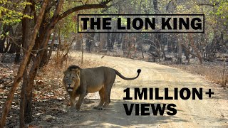 The Lion King  Gir National Park  Sasan Gir  Asiatic Lion  Discover Wild India [upl. by Eylhsa]