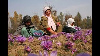 This is how saffron flower is plucked out… 😱 saffron spiceviral lovefashionmakeupbusiness [upl. by Saxet881]