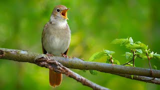 Nightingale Singing The Best Bird Song in the World  Luscinia megarhynchos [upl. by Ailuj]