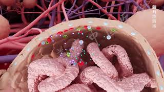 glomerulonephritis [upl. by Leafar]