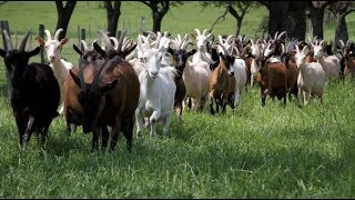 La ferme des trois chênes  Ten fais tout un fromage [upl. by Sul]