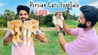 Persian Cats For Sale  Persian Cat  persian cat price in india  persian cat rate  cats for life [upl. by Nilre]