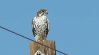 Prairie Falcon Falco mexicanus Sitting on top of Power Pole [upl. by Va]