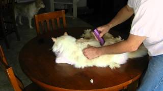 How to shave your cat [upl. by Adin]