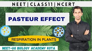 Pasteur Effect  Respiration in Plants  Plant Physiology  NCERT Biology Class11 Chapter14  NEET [upl. by Hedges199]