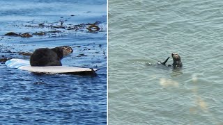 Surfing Santa Cruz sea otter evades capture for another day as crowds visit her [upl. by Wolf626]