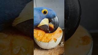 Hyacinth MACAW CANNOT get enough PUMPKIN Shorts [upl. by Christoforo743]