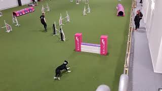 Oktoberfest Hundsportcenter Nord  Agility Hoppklass 3A  Daniel och Vilgot [upl. by Milon]