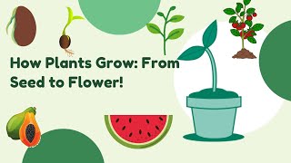 How plant grows from tiny seed to flower learning with fun [upl. by Daggna783]