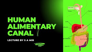 Human Alimentary Canal  Parts Of Alimentary Canal [upl. by Meridith]