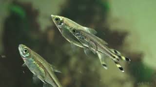 Glasbärbling Rasbora trilineata [upl. by Downe]