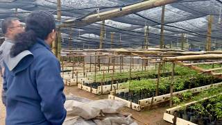 TAMANG TRANSPLANTING ng AGARWOOD SEEDLINGS sa PLANTATION  NURSERY MANAGEMENT [upl. by Harahs]