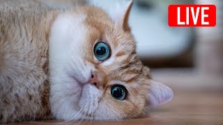 Hosico Live stream  12172023 [upl. by Dela513]