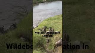 Wildebeest Migration In Serengeti [upl. by Costanzia]