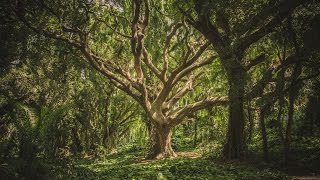 Srđan Roje Kratka meditacija za uzemljenje [upl. by Bondie]