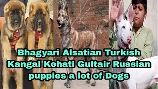 Bhagyari Alsatian Kurdish Kangal Kohati Gultair Dog Russian puppies 03139393944 dog [upl. by Piero]