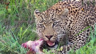 Male Leopard Has Impala For Breakfast [upl. by Aneis786]