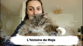 L’histoire de Mojo  chat sibérien élevage choix du prénom  Loki amp Mojo [upl. by Annohs]