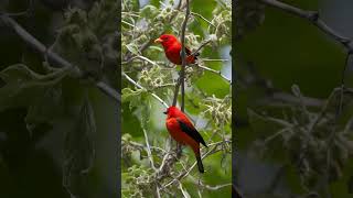 Scarlet Tanager tanager scarlettanager birds [upl. by Sterrett]