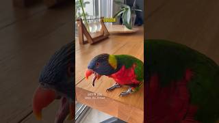 🦜💋 Parrot Displays of Affection 🎥 kikithelorikeet IG shorts [upl. by Ennairam]