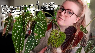 Begonia Care Propagation amp Cool Begonias You Need To Know About  Tips and Tricks [upl. by Llenra]